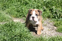 CHIOT