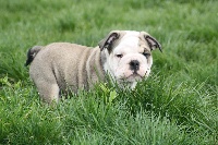 CHIOT