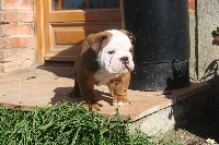CHIOT