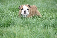 CHIOT